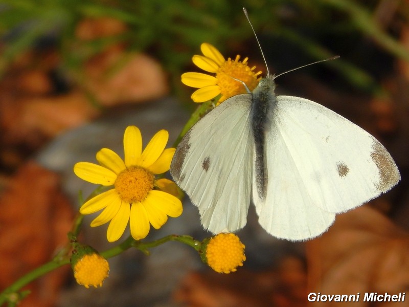 La vita in un fiore (Senecio inaequidens)